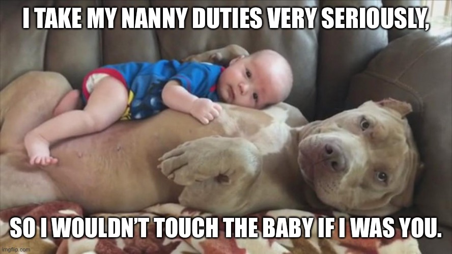 Pitbull |  I TAKE MY NANNY DUTIES VERY SERIOUSLY, SO I WOULDN’T TOUCH THE BABY IF I WAS YOU. | image tagged in pitbull | made w/ Imgflip meme maker