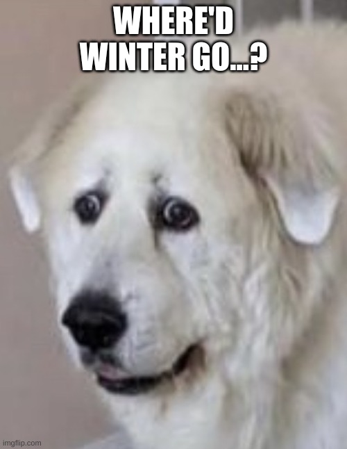 Nervous Dog | WHERE'D WINTER GO...? | image tagged in nervous dog | made w/ Imgflip meme maker