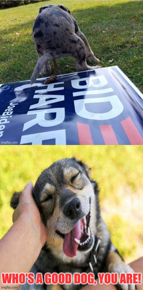 Even Dogs Know | WHO'S A GOOD DOG, YOU ARE! | image tagged in joe biden,election fraud,dog | made w/ Imgflip meme maker