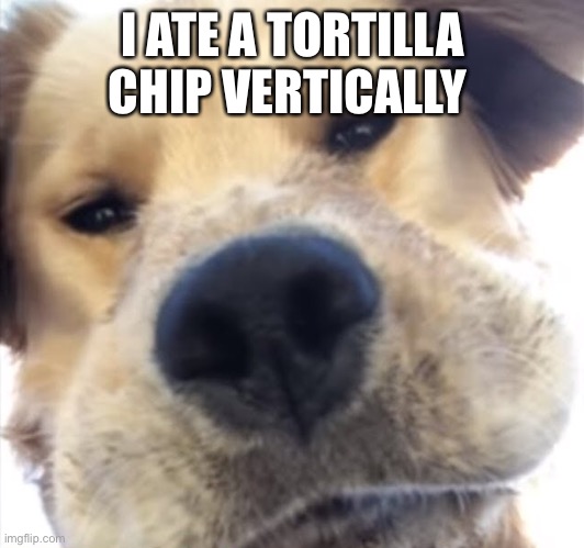 Doggo bruh | I ATE A TORTILLA CHIP VERTICALLY | image tagged in doggo bruh | made w/ Imgflip meme maker