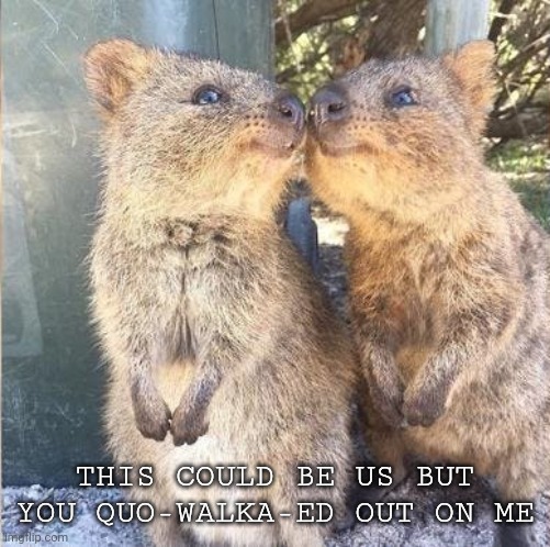 This could be us | THIS COULD BE US BUT YOU QUO-WALKA-ED OUT ON ME | image tagged in animals,this could be us,pun,puns | made w/ Imgflip meme maker