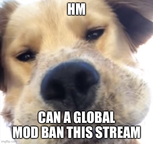 Prob.jpg | HM; CAN A GLOBAL MOD BAN THIS STREAM | image tagged in doggo bruh | made w/ Imgflip meme maker