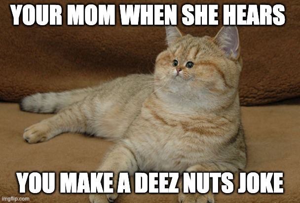 Kind of Cat related thing | YOUR MOM WHEN SHE HEARS; YOU MAKE A DEEZ NUTS JOKE | image tagged in cats | made w/ Imgflip meme maker