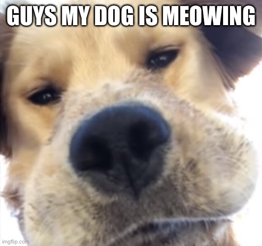 Doggo bruh | GUYS MY DOG IS MEOWING | image tagged in doggo bruh | made w/ Imgflip meme maker