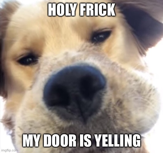 Doggo bruh | HOLY FRICK; MY DOOR IS YELLING | image tagged in doggo bruh | made w/ Imgflip meme maker