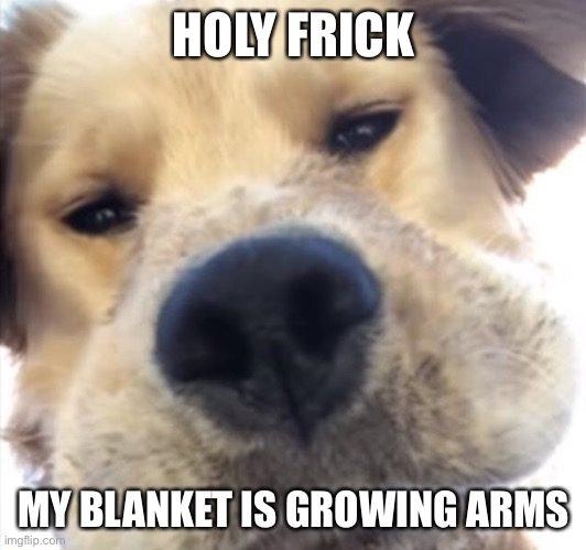Doggo bruh | HOLY FRICK; MY BLANKET IS GROWING ARMS | image tagged in doggo bruh | made w/ Imgflip meme maker