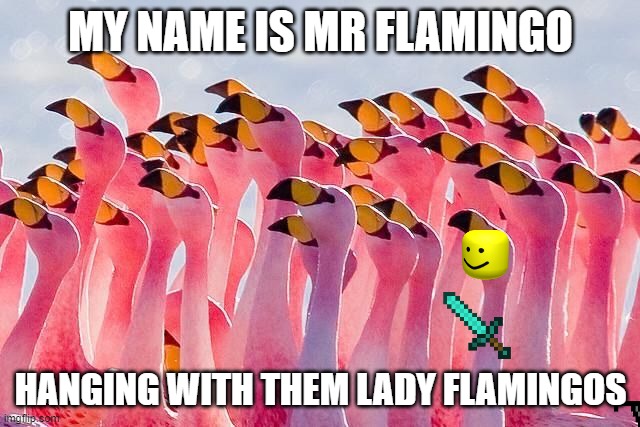 MR FLAMINGO (TEACHER) | MY NAME IS MR FLAMINGO; HANGING WITH THEM LADY FLAMINGOS | image tagged in circle of flamingo | made w/ Imgflip meme maker