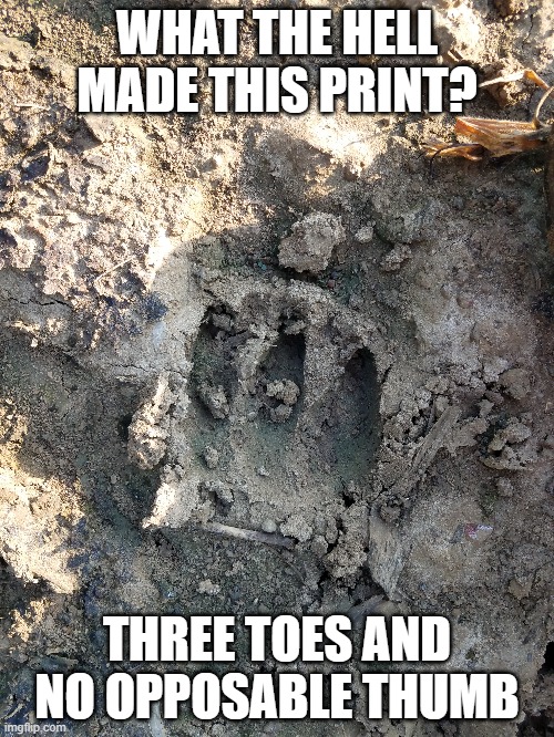 What the hell? | WHAT THE HELL MADE THIS PRINT? THREE TOES AND NO OPPOSABLE THUMB | image tagged in unknown,animals,bear,deer | made w/ Imgflip meme maker