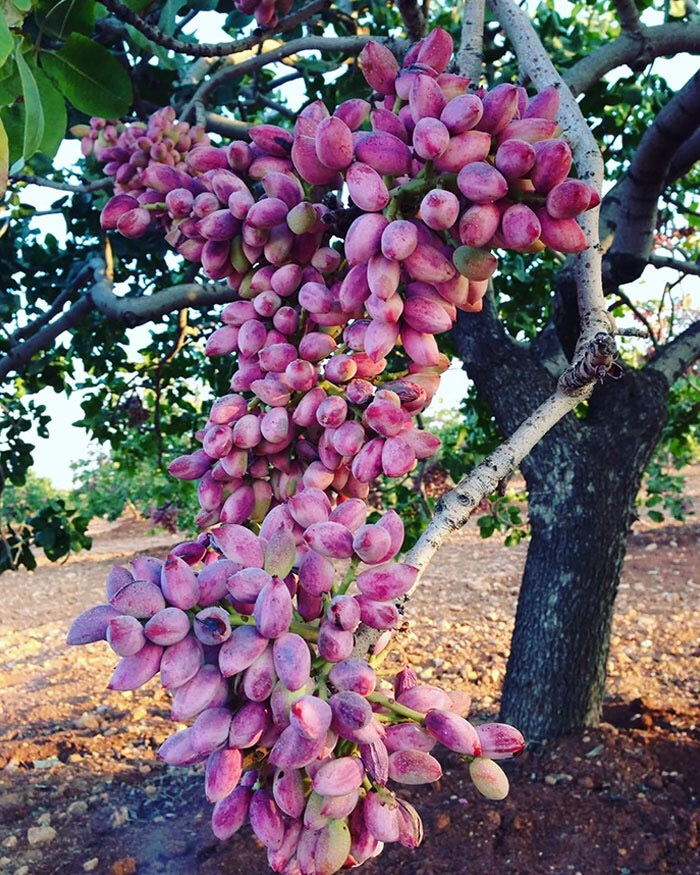 A Pistachio Plant | image tagged in awesome,pics,photography | made w/ Imgflip meme maker