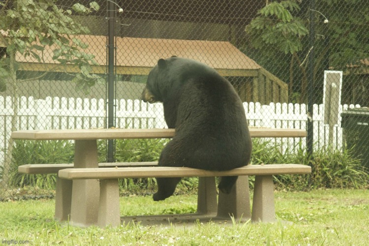 Sad Bear | image tagged in sad bear | made w/ Imgflip meme maker