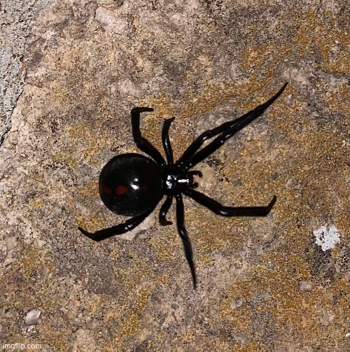Black Widow but scary | image tagged in black widow | made w/ Imgflip meme maker