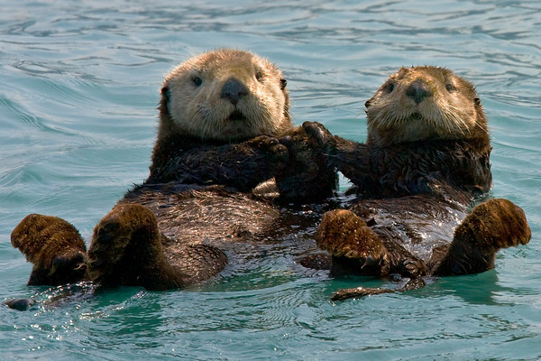 Otters | image tagged in otters,animals