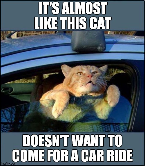 Reluctant Passenger ! | IT'S ALMOST LIKE THIS CAT; DOESN'T WANT TO COME FOR A CAR RIDE | image tagged in cats,cars,reluctant,passenger | made w/ Imgflip meme maker