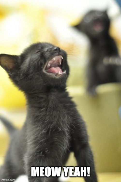 Awww yeah kitten | MEOW YEAH! | image tagged in awww yeah kitten | made w/ Imgflip meme maker