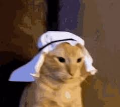 High Quality arabian cat Blank Meme Template