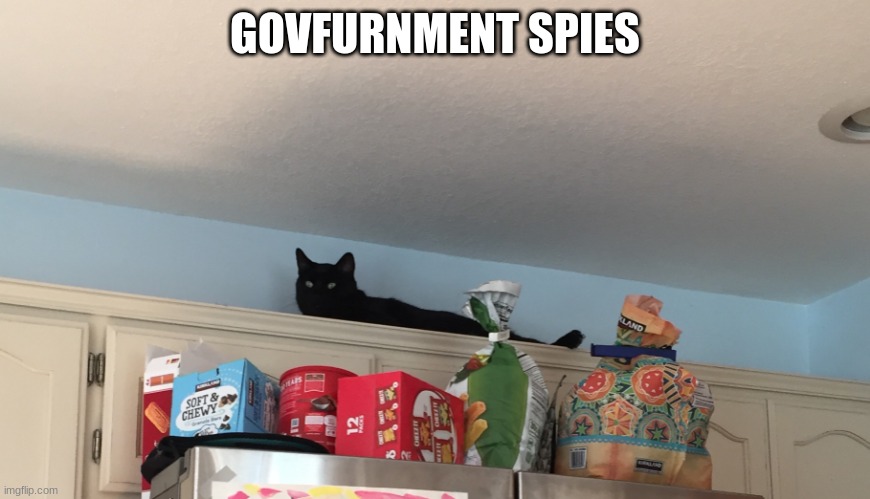 Strange spot for a nap... | GOVFURNMENT SPIES | image tagged in cats,spy | made w/ Imgflip meme maker