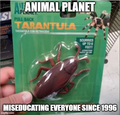 I'm Bugged | ANIMAL PLANET; MISEDUCATING EVERYONE SINCE 1996 | image tagged in you had one job | made w/ Imgflip meme maker