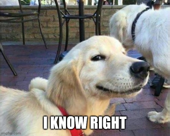 dog smiling | I KNOW RIGHT | image tagged in dog smiling | made w/ Imgflip meme maker