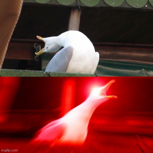 BOY seagull | image tagged in boy seagull | made w/ Imgflip meme maker