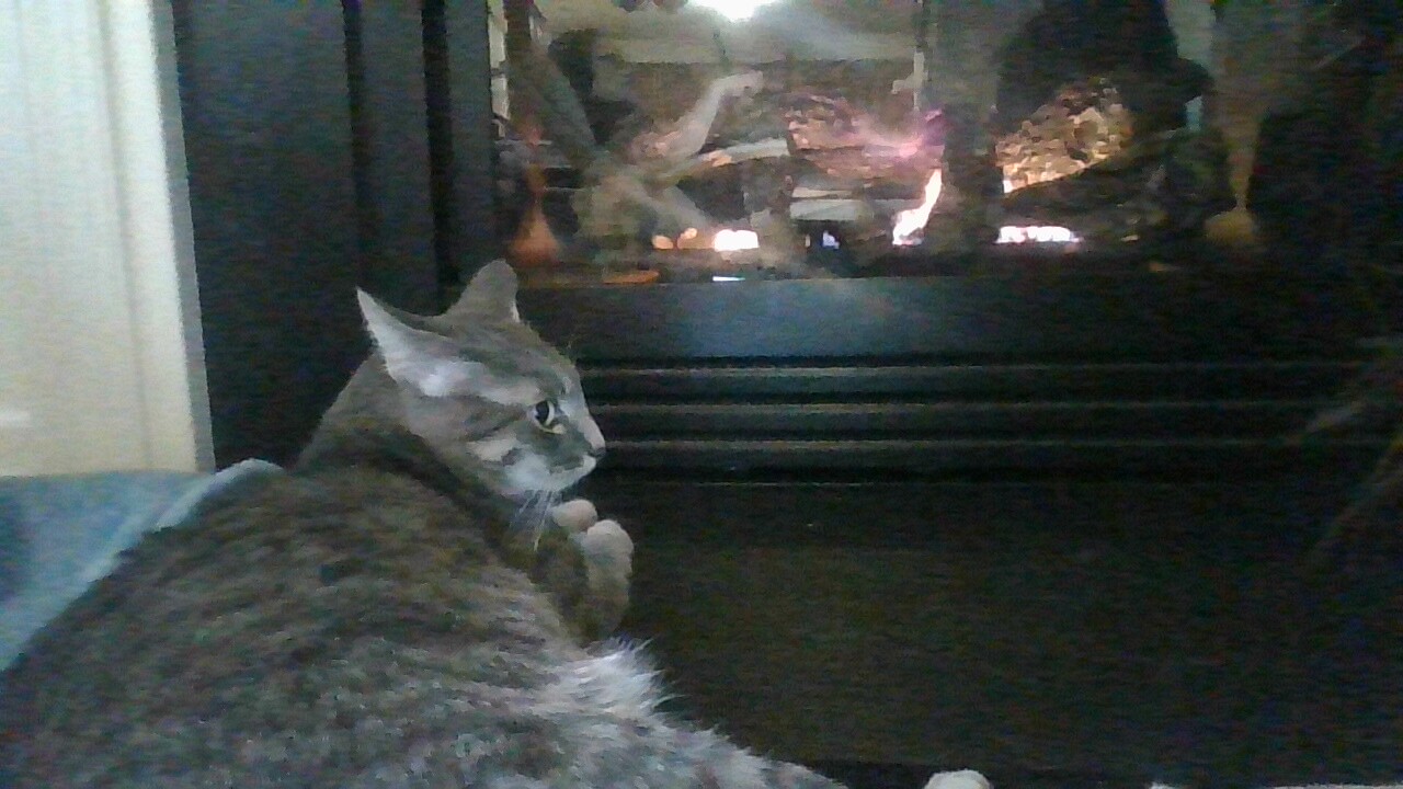 kitty Blank Meme Template