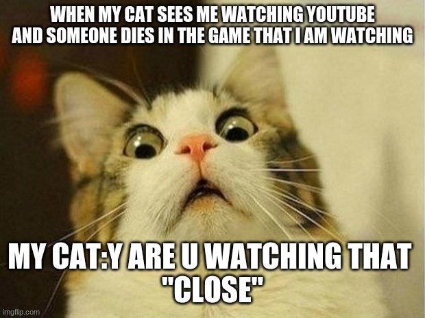 my cat is mean | WHEN MY CAT SEES ME WATCHING YOUTUBE AND SOMEONE DIES IN THE GAME THAT I AM WATCHING; MY CAT:Y ARE U WATCHING THAT 
"CLOSE" | image tagged in memes,scared cat | made w/ Imgflip meme maker