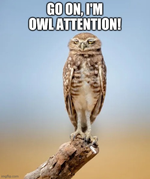 OwlAttentive | GO ON, I'M OWL ATTENTION! | image tagged in owlattentive | made w/ Imgflip meme maker