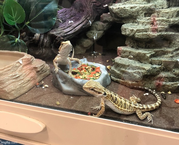 Baby dragons i saw | made w/ Imgflip meme maker