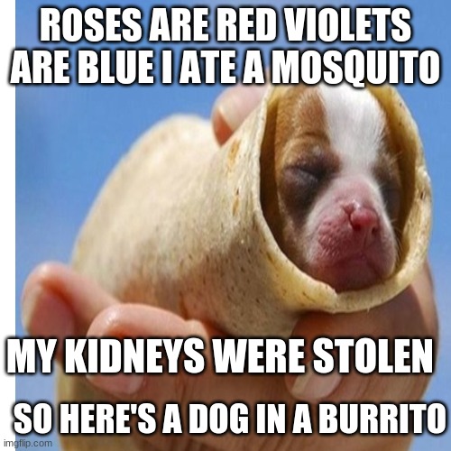 ROSES ARE RED VIOLETS ARE BLUE I ATE A MOSQUITO; MY KIDNEYS WERE STOLEN; SO HERE'S A DOG IN A BURRITO | image tagged in blank white template | made w/ Imgflip meme maker
