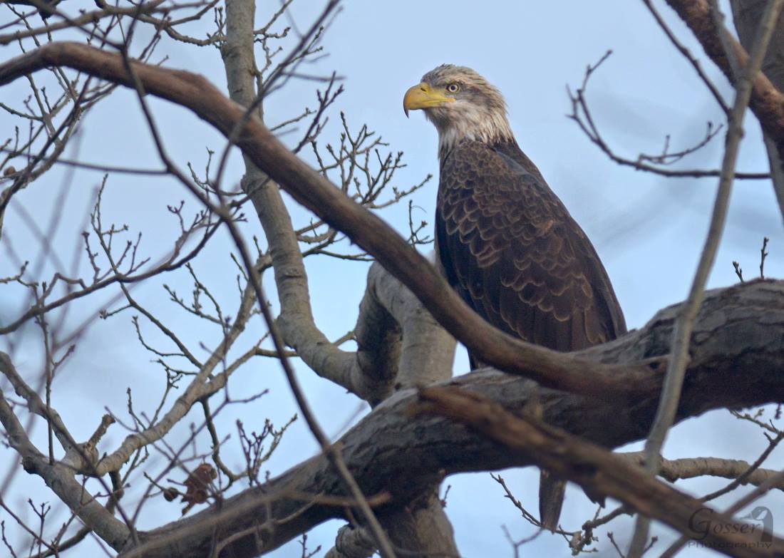 High Quality eagle Blank Meme Template