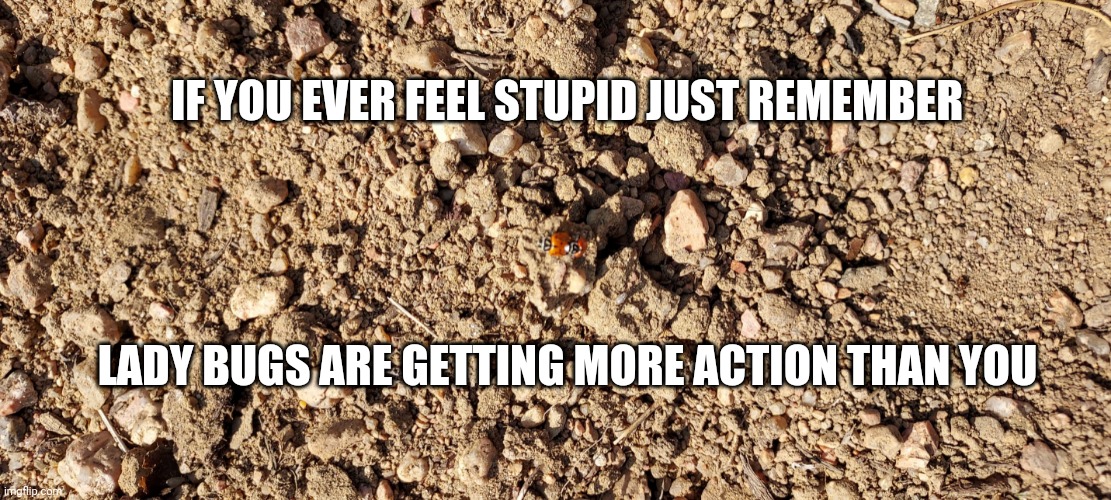 Lady Bugs | IF YOU EVER FEEL STUPID JUST REMEMBER; LADY BUGS ARE GETTING MORE ACTION THAN YOU | image tagged in lady bugs | made w/ Imgflip meme maker