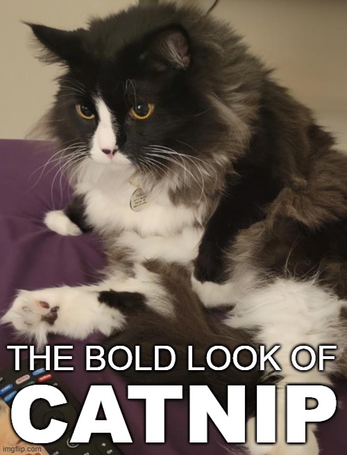 The Bold Look of Catnip | THE BOLD LOOK OF; CATNIP | image tagged in cat,maine coon | made w/ Imgflip meme maker