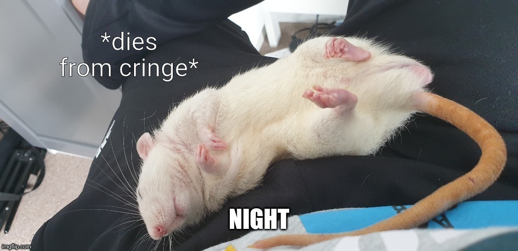 Dies from cringe but sleepy rat | NIGHT | image tagged in dies from cringe but sleepy rat | made w/ Imgflip meme maker