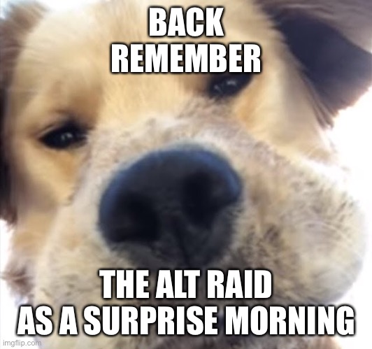 Doggo bruh | BACK
REMEMBER; THE ALT RAID
AS A SURPRISE MORNING | image tagged in doggo bruh | made w/ Imgflip meme maker