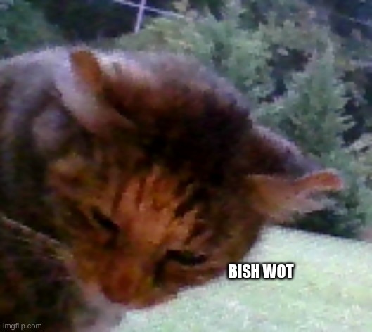 bish wot | image tagged in bish wot | made w/ Imgflip meme maker