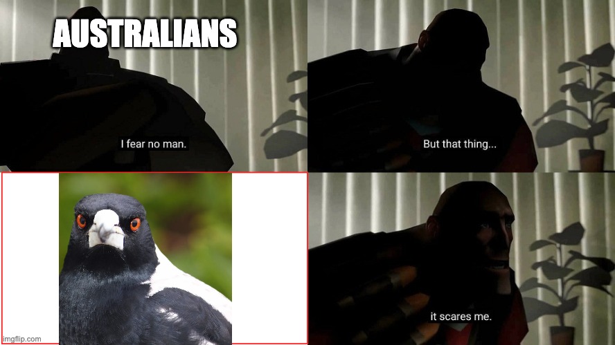 Magpies |  AUSTRALIANS | image tagged in tf2 heavy i fear no man | made w/ Imgflip meme maker