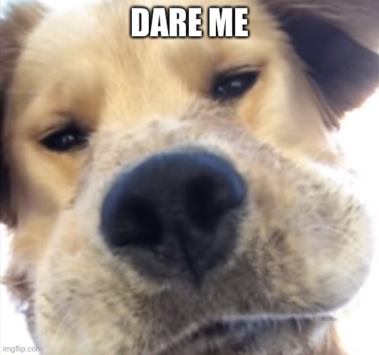 Doggo bruh | DARE ME | image tagged in doggo bruh | made w/ Imgflip meme maker