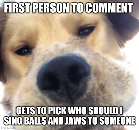 Weird thing but e | FIRST PERSON TO COMMENT; GETS TO PICK WHO SHOULD I SING BALLS AND JAWS TO SOMEONE | image tagged in doggo bruh | made w/ Imgflip meme maker