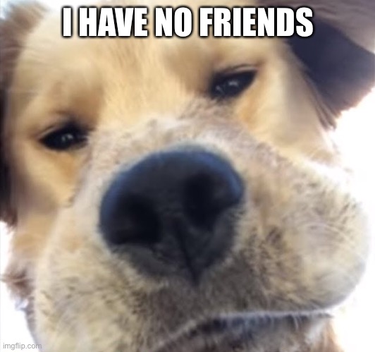 :) | I HAVE NO FRIENDS | image tagged in doggo bruh | made w/ Imgflip meme maker