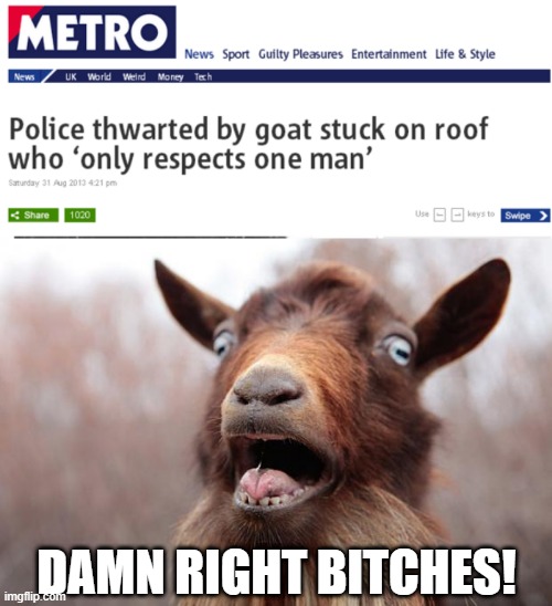 He's the GOAT |  DAMN RIGHT BITCHES! | image tagged in goatscream2014 | made w/ Imgflip meme maker