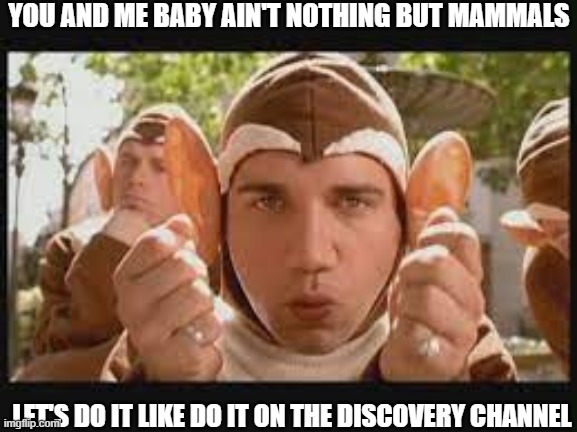 You and me baby | YOU AND ME BABY AIN'T NOTHING BUT MAMMALS; LET'S DO IT LIKE DO IT ON THE DISCOVERY CHANNEL | image tagged in you and me baby ain't nothing mammals | made w/ Imgflip meme maker