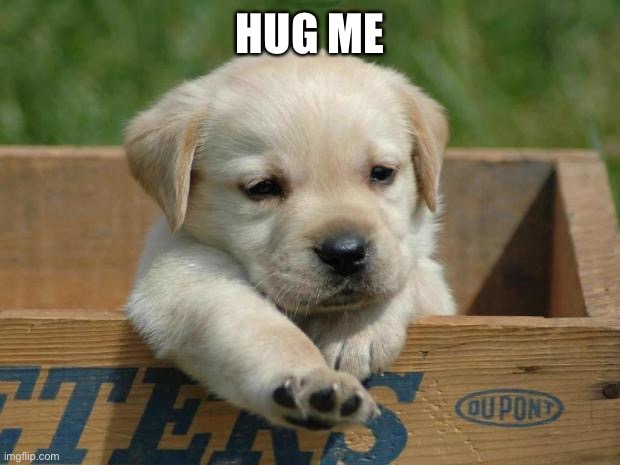 Cute Puppy | HUG ME | image tagged in cute puppy | made w/ Imgflip meme maker