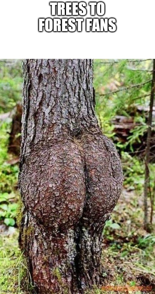 the most cursed thing ive ever made | TREES TO FOREST FANS | image tagged in sexy tree,memes,funny | made w/ Imgflip meme maker