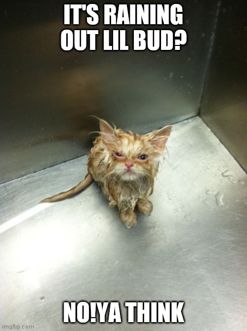 Kill You Cat |  IT'S RAINING OUT LIL BUD? NO!YA THINK | image tagged in memes,kill you cat | made w/ Imgflip meme maker