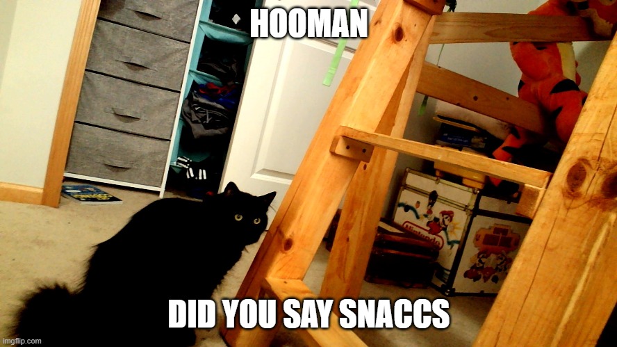 snaccs | HOOMAN; DID YOU SAY SNACCS | image tagged in snacc | made w/ Imgflip meme maker