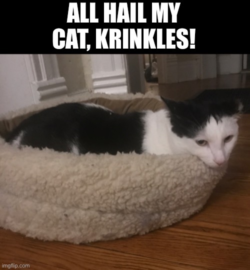 he fat chubb | ALL HAIL MY CAT, KRINKLES! | image tagged in fat,cat | made w/ Imgflip meme maker