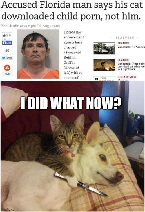 Try Again | I DID WHAT NOW? | image tagged in warning killer cat | made w/ Imgflip meme maker