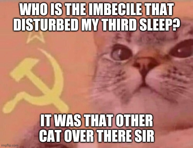 Communist cat |  WHO IS THE IMBECILE THAT DISTURBED MY THIRD SLEEP? IT WAS THAT OTHER CAT OVER THERE SIR | image tagged in communist cat | made w/ Imgflip meme maker