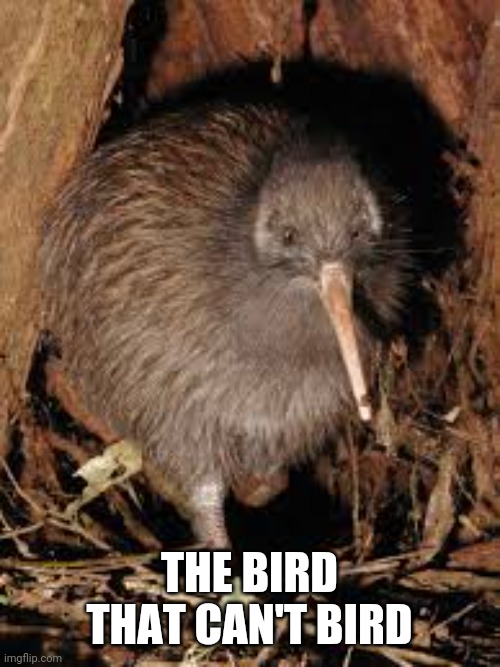 The Kiwi bird | THE BIRD THAT CAN'T BIRD | made w/ Imgflip meme maker