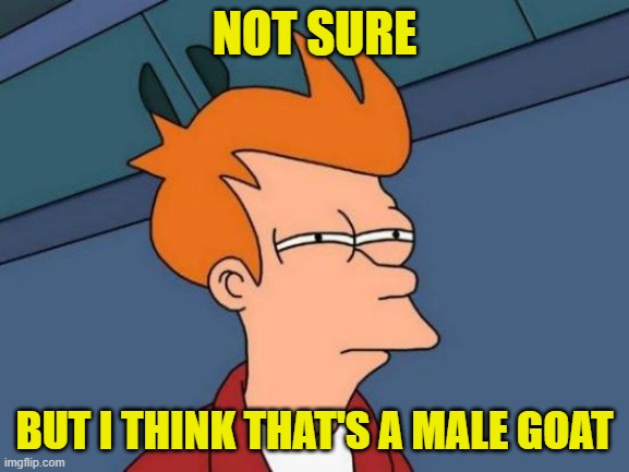 Futurama Fry Meme | NOT SURE BUT I THINK THAT'S A MALE GOAT | image tagged in memes,futurama fry | made w/ Imgflip meme maker