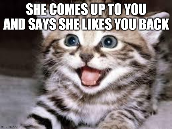 happy cat | SHE COMES UP TO YOU AND SAYS SHE LIKES YOU BACK | image tagged in happy cat | made w/ Imgflip meme maker